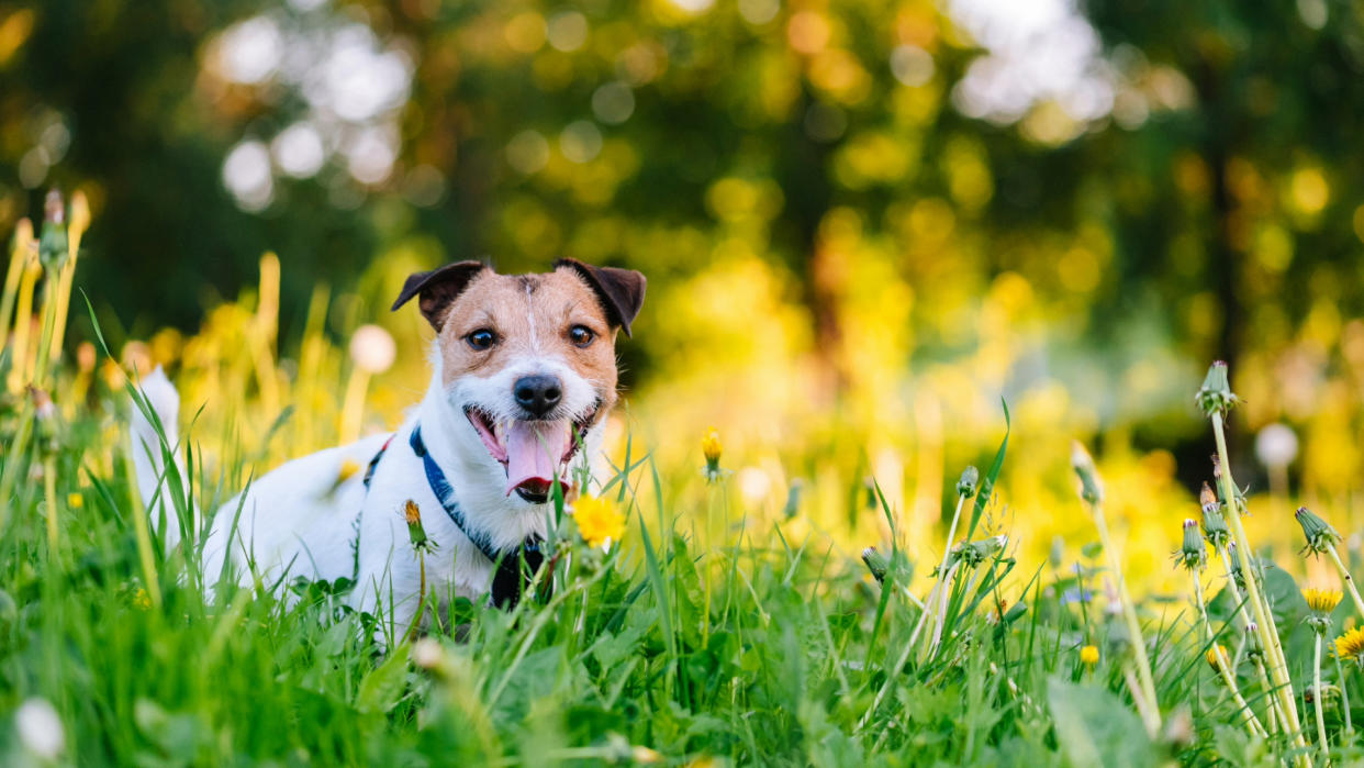  Dog sitting in a field surrounded by grass and yellow flowers. 