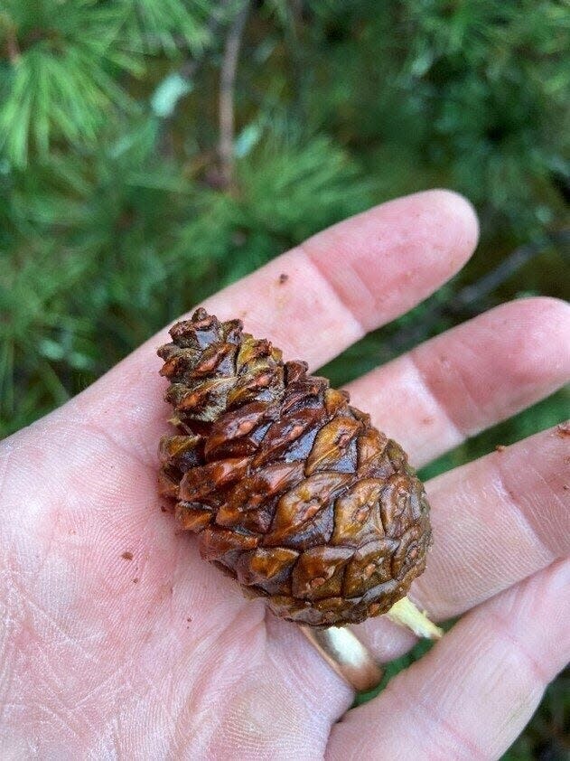 A red pine cone.