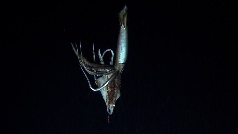 Screen grab from footage captured by NHK and Discovery Channel in July 2012 shows a giant squid holding a bait squid in its arms in the sea near Chichi island. The silver-coloured creature, which had huge black eyes, was filmed holding a bait squid in its arms