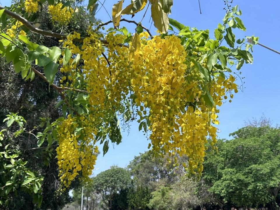 阿勃勒陸續開花，要把握時間賞花。（記者陳銀全攝）