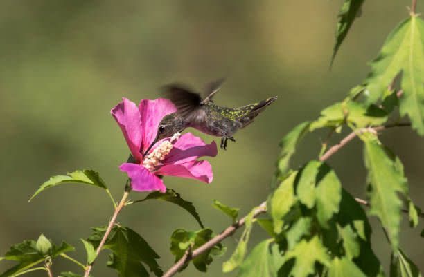 6) Rose of Sharon