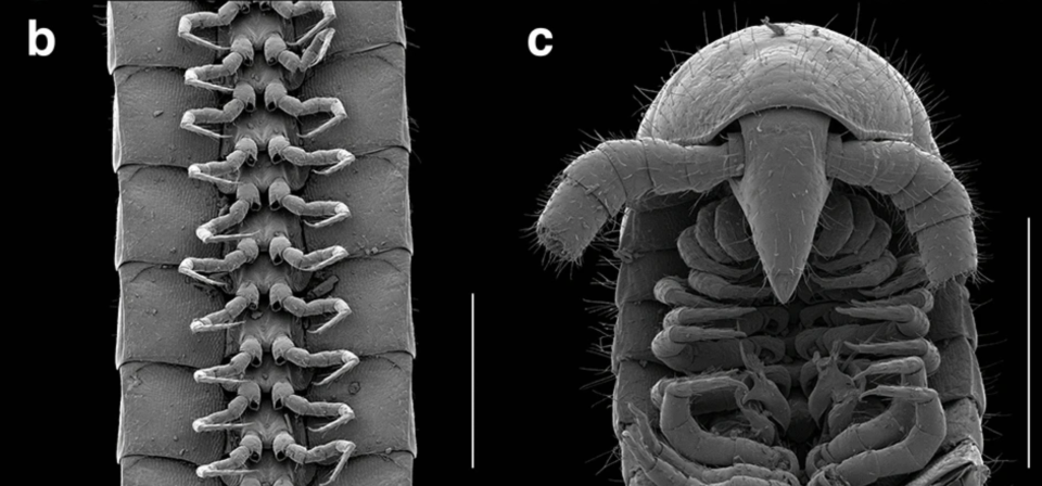 A close-up look of a millipede with 1,306 legs, which turned up in a mineral-exploration drill hole in Western Australia. This is a new species of millipede.