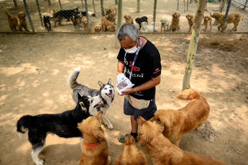 A worker with No Do Left Behind is seen giving treats to rescued dogs at a shelter on the outskirts of Beijing. Source: AFP