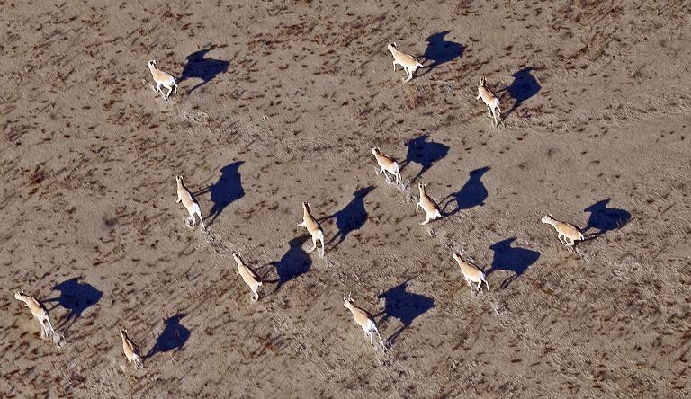 Over 120,000 rare saiga antelopes -- more than a third of the total global population -- have been wiped out in a devastating blow that the United Nations Environment Programme has called "catastrophic"