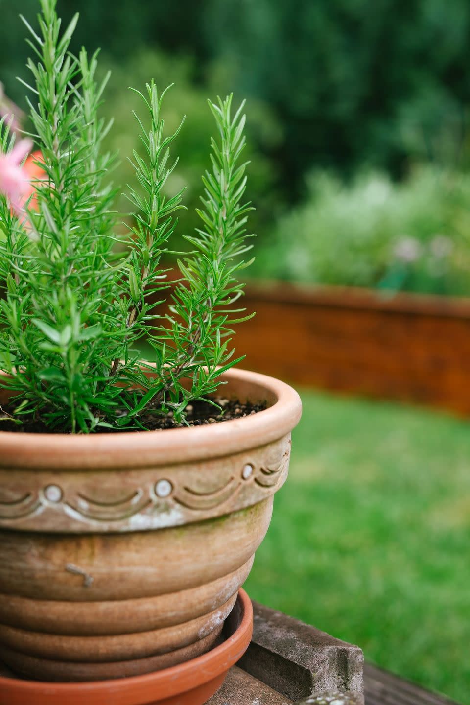 perennial herbs rosemary