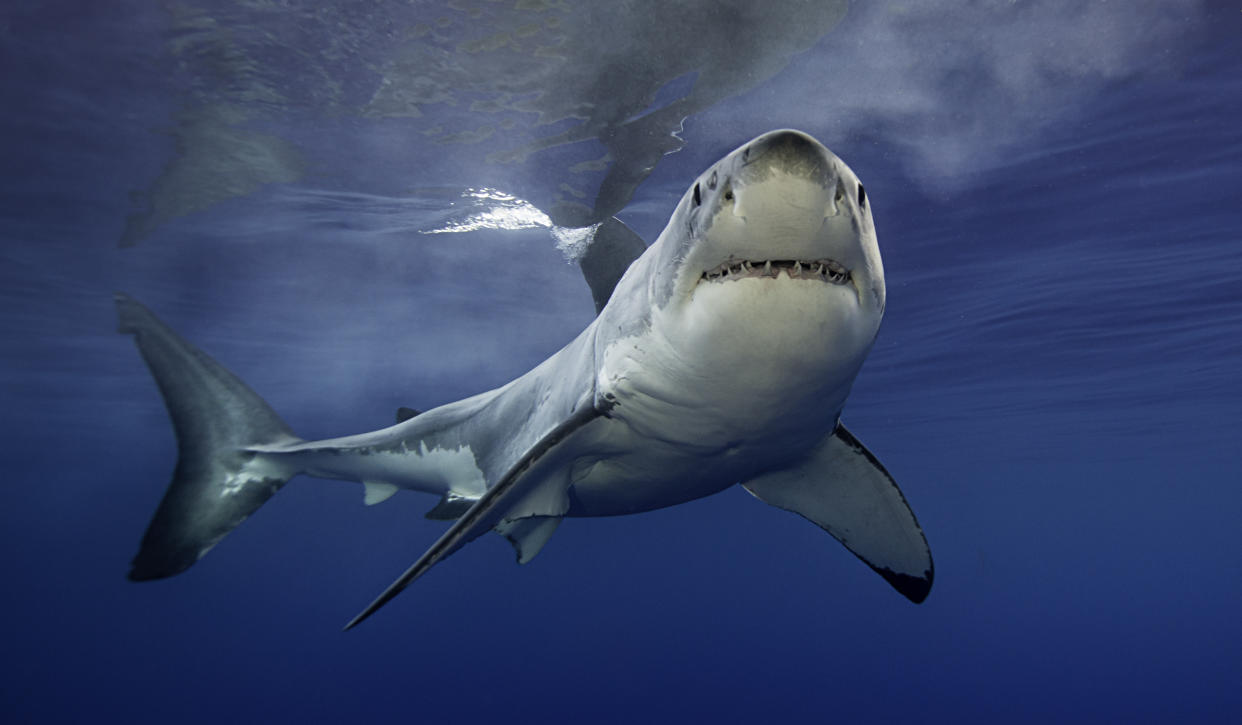 Are shark attacks a major risk on a beach vacation? Experts say encountering a shark in the wild is rare. (Photo: Getty Creative)