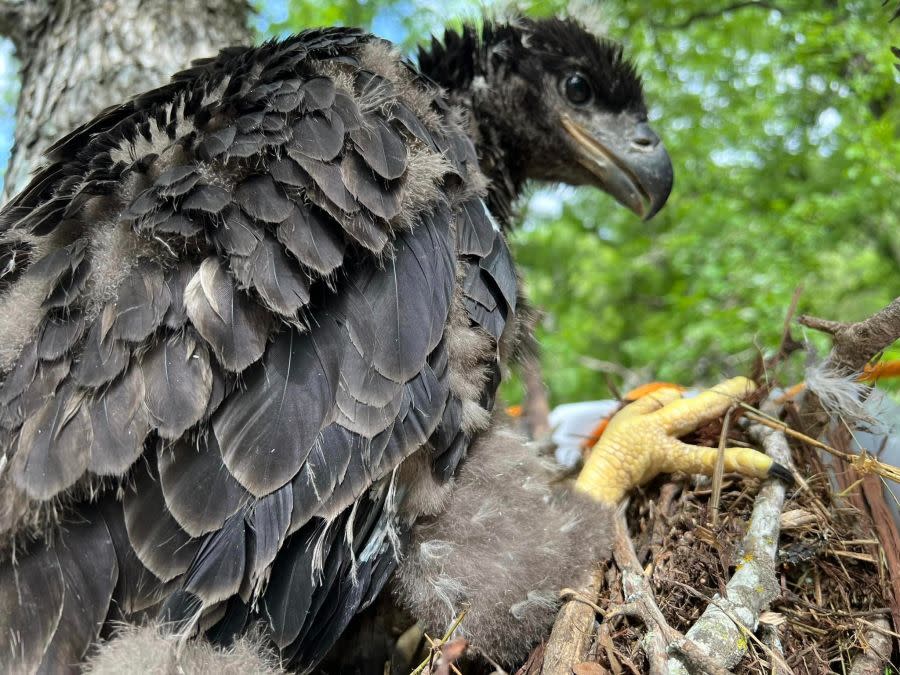 Austin Wildlife Rescue treated a special type of patient for the very first time last week: a baby bald eagle (Courtesy: Austin Wildlife Rescue)