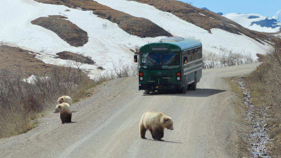 A mother grizzly bear and two of her cubs wander in the road in front of a tour bus returning from the Visitor Center in Denali National Park Alaska