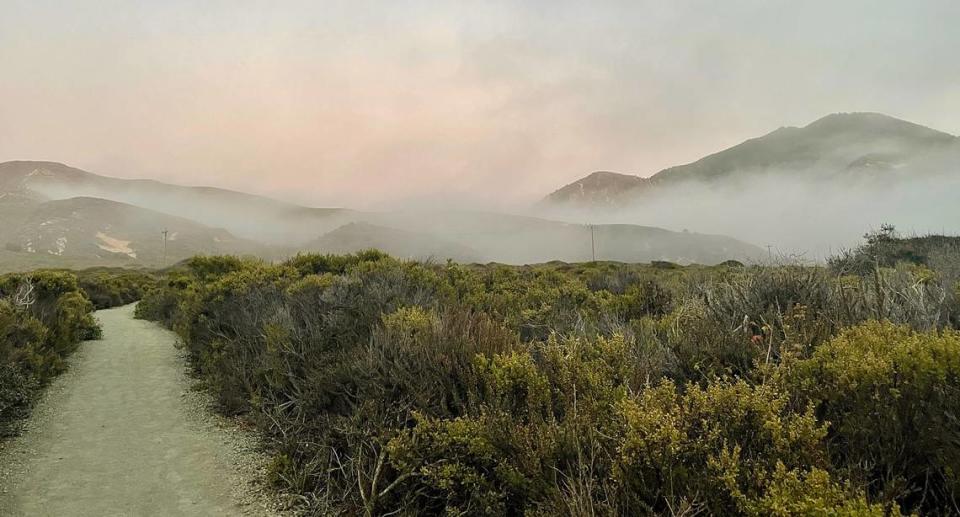 Looking away from the ocean on the Bluff trail in Montaña de Oro State Park is just as beautiful as the views of the ocean.