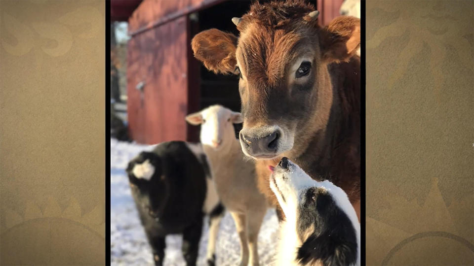 Animals at Funny Farm Rescue in New Jersey get along better than some people.  / Credit: From "Funny Farm: My Unexpected Life with 600 Rescue Animals" by Laurie Zaleski