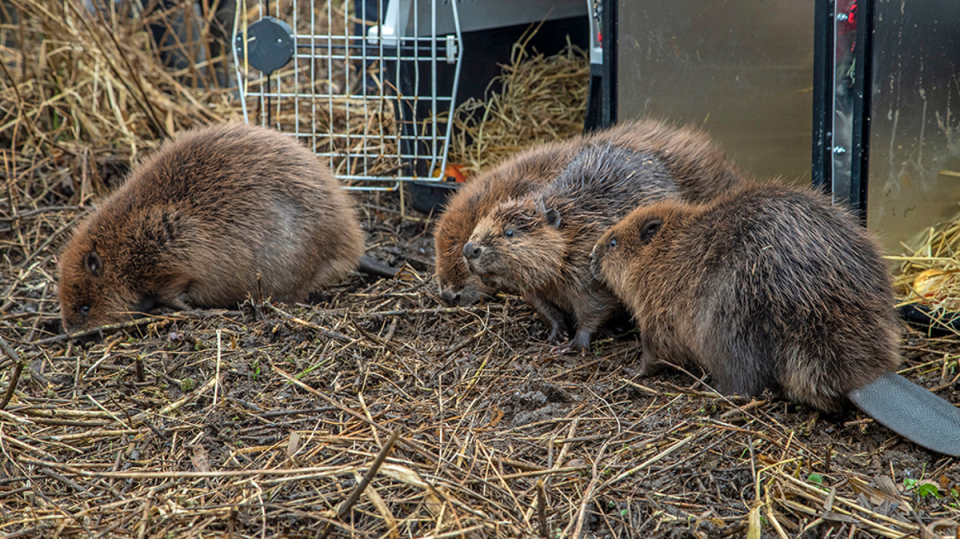 File image: At least one male and one female beaver will be released (Joshua Glavin/The Beaver Trust/PA Wire)