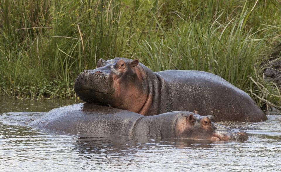 Hippos in the Serengeti in Tanzania, Africa.