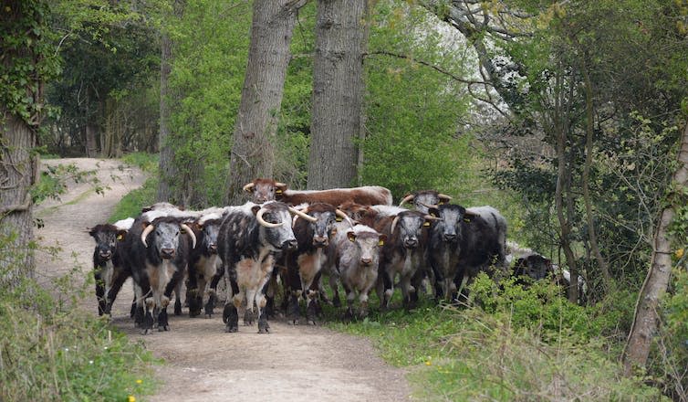 Cows in a forest