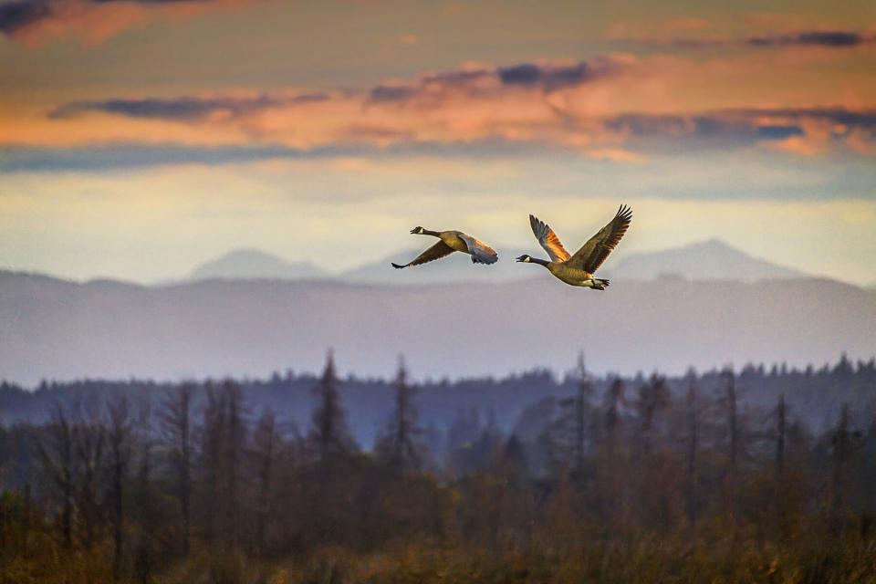 A pair of Canada geese in flight over the North Cascades at sunrise, Washington State
