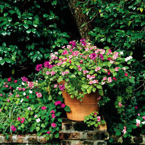 This cottage-style collection is filled with geraniums, petunias, and caladiums.