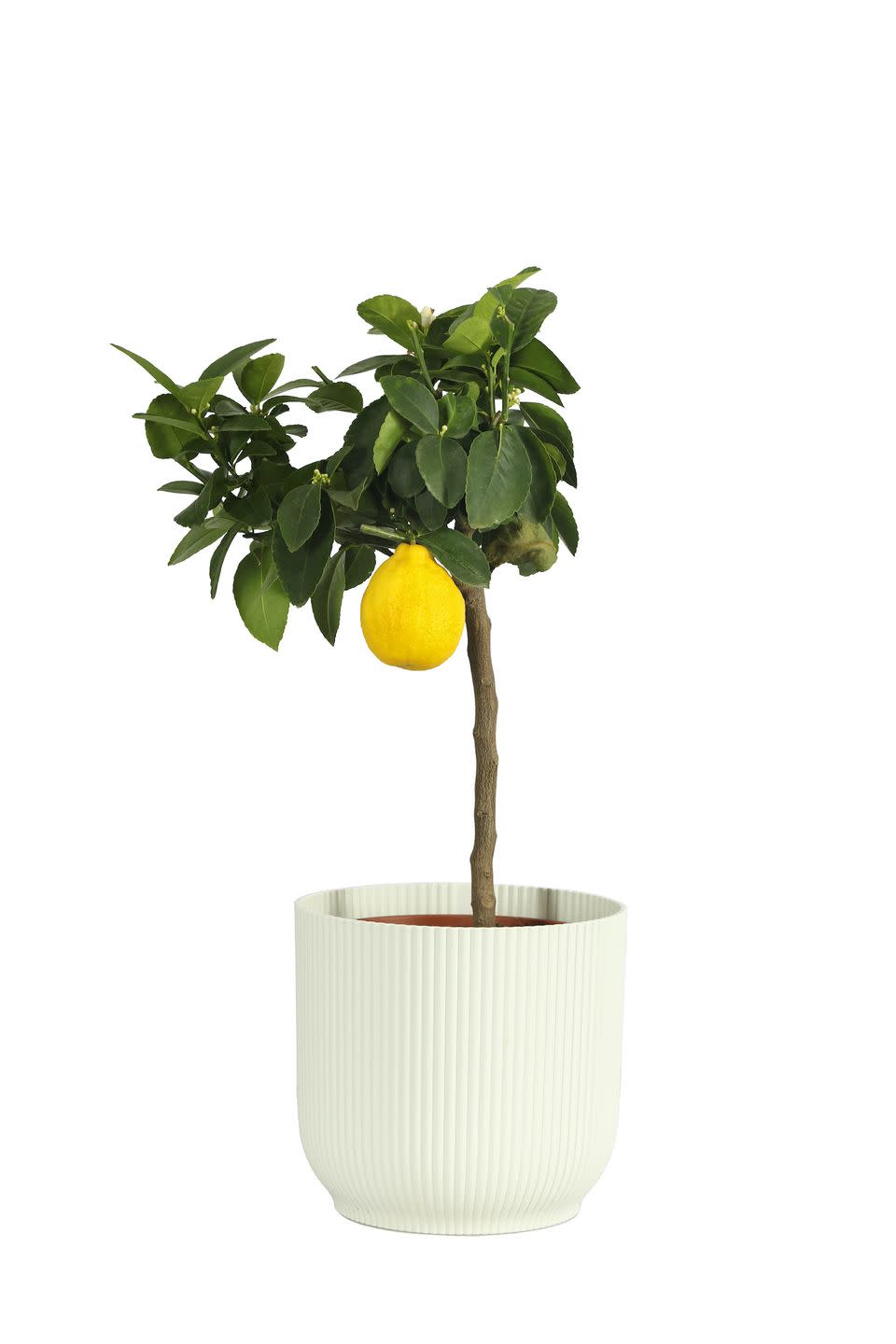 small garden ideas citrus plant