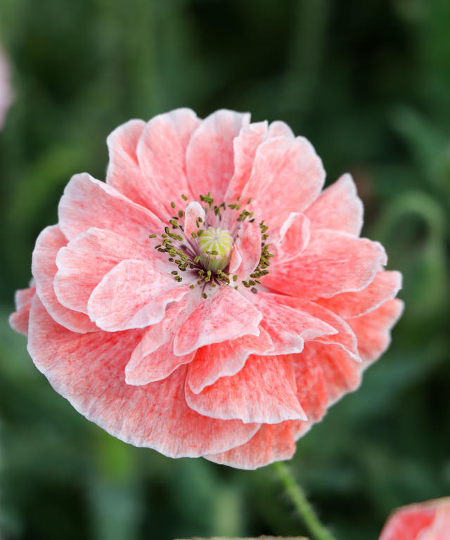 Texas Rangers Pink White Hibiscus Misty Rose Background 3D