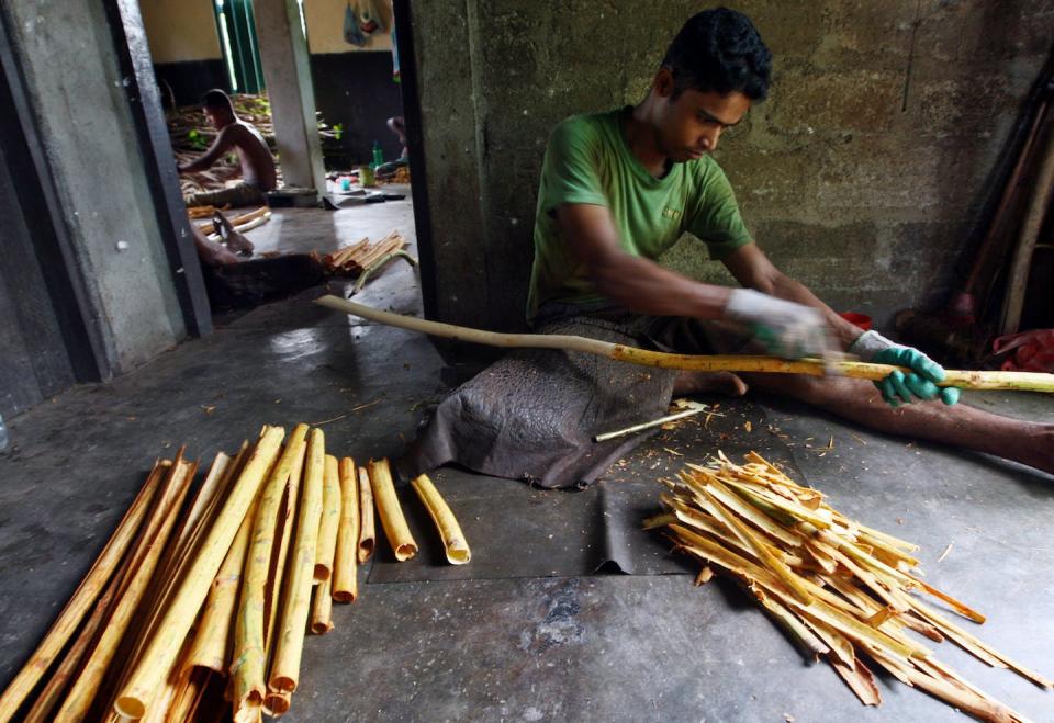 A Sri Lankan farmer peels freshly harvested cinnamon sticks. Sri Lanka is the world’s largest exporter of cinnamon, responsible for 80% of production. <a href="https://www.gettyimages.com/detail/news-photo/sri-lankan-farmer-peels-freshly-harvested-cinnamon-sticks-news-photo/146590450" rel="nofollow noopener" target="_blank" data-ylk="slk:Buddhika Weerasinghe/Getty Images;elm:context_link;itc:0;sec:content-canvas" class="link ">Buddhika Weerasinghe/Getty Images</a>