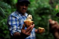 A worker shows an opened cocoa fruit at El Carmen Estate in Jayaque, El Salvador July 20, 2016. Picture taken July 20, 2016. REUTERS/Jose Cabezas