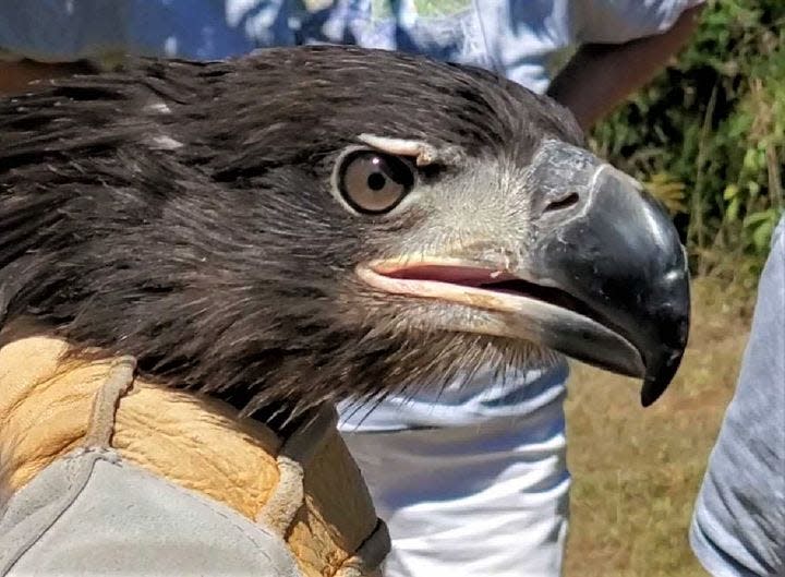 Pat the bald eagle is pictured up close on the day of his release into the wild on Thursday, Aug. 31, 2023 in Leesburg, Virginia.