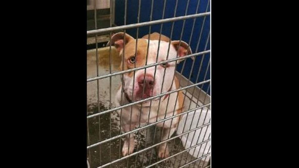 Diesel, a white and tan pitt bull, was ordered euthanized because of repeated attacks on dogs and people in Hancock County.