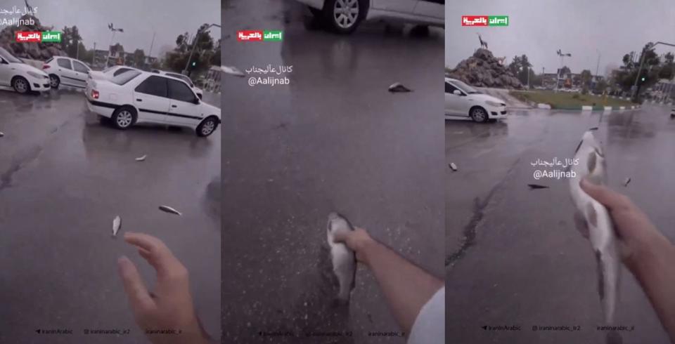 伊朗亞蘇季出現天降魚雨異象，網友特地撿起地上的魚拍攝，證明是活魚。（翻攝X@PoliticsWWWeb）