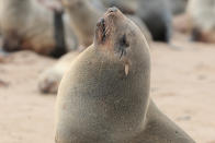 <p>One of the most endearing features of Cape fur seals is their ears; they have external ears, as opposed to true seals, who do not. Photographed at the Cape Cross Seal colony in Namibia. (Photo: Gordon Donovan/Yahoo News) </p>