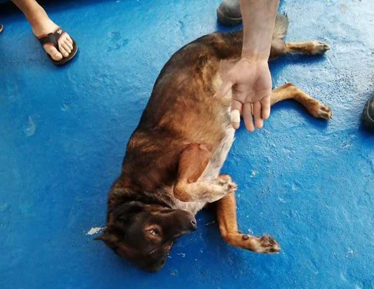 In this photo provided by Grupomar/Atun Tuny, Bella the dog belonging to Australian Tim Shaddock rolls on the deck after both were rescued by a Mexican tuna boat in international waters, after being adrift for three months. Haddock and Bella were aboard his incapacitated catamaran Aloha Toa some 1,200 miles from land when they were rescued. (Grupomar/Atun Tuny via AP)