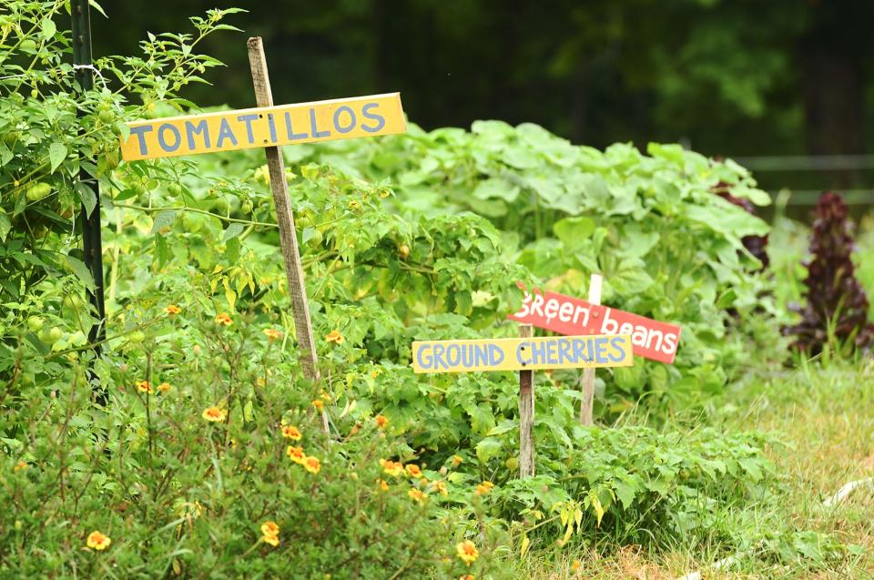 Some of the organic vegetable crops at Cloverleigh Farm in Columbia. File photo