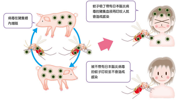 日本腦炎的感染途徑