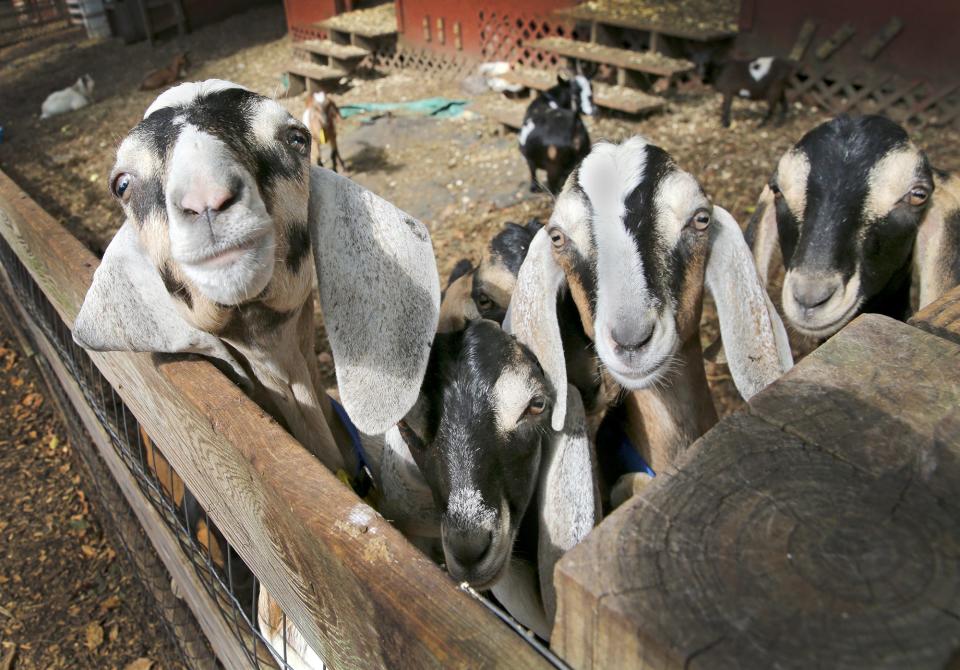 Legacy Lane Farm owner Dotty Thompson turned her life around after a heart attack and now runs a farm with over 100 animals, including goats that do yoga and eat poison ivy.