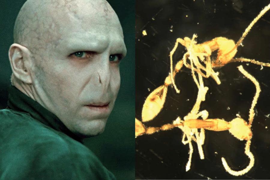 Descubren nueva hormiga en Australia y es nombrada “Voldemort”