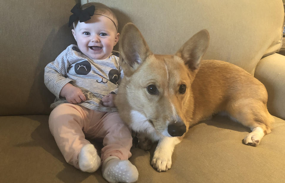 Four-month-old Berkeley and Ranger, the corgi. Source: Caters News