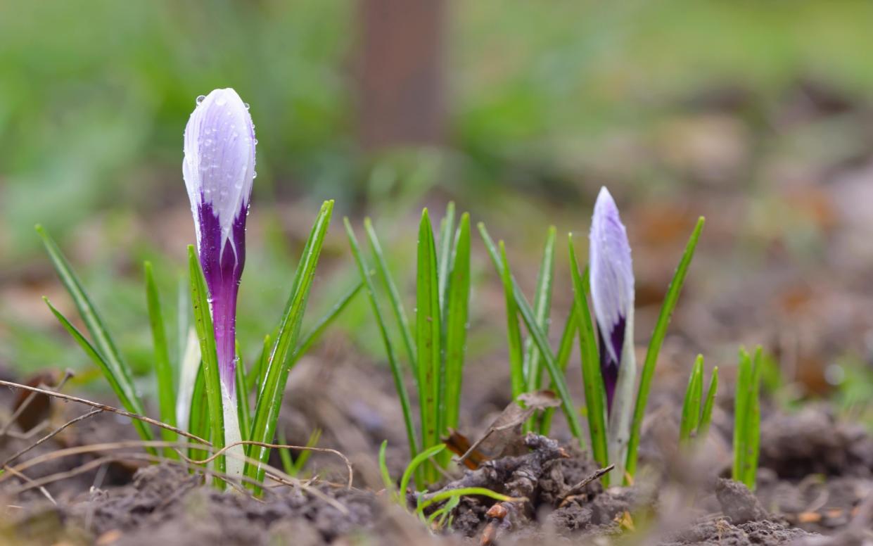 An early crocus flower