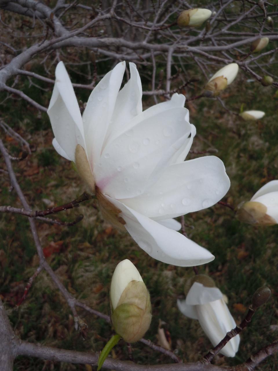 Star magnolia, a plant that evolved in a moderate, maritime climate, is often fooled by early warm spells in Kentucky’s continental climate but lacks tie freeze tolerance mechanisms in its floral parts.