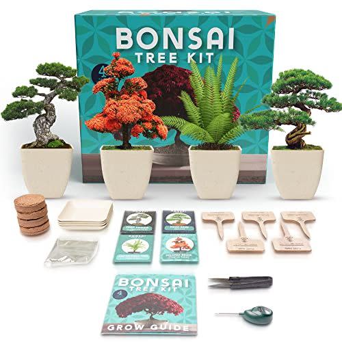 11) Indoor Bonsai Tree Kit