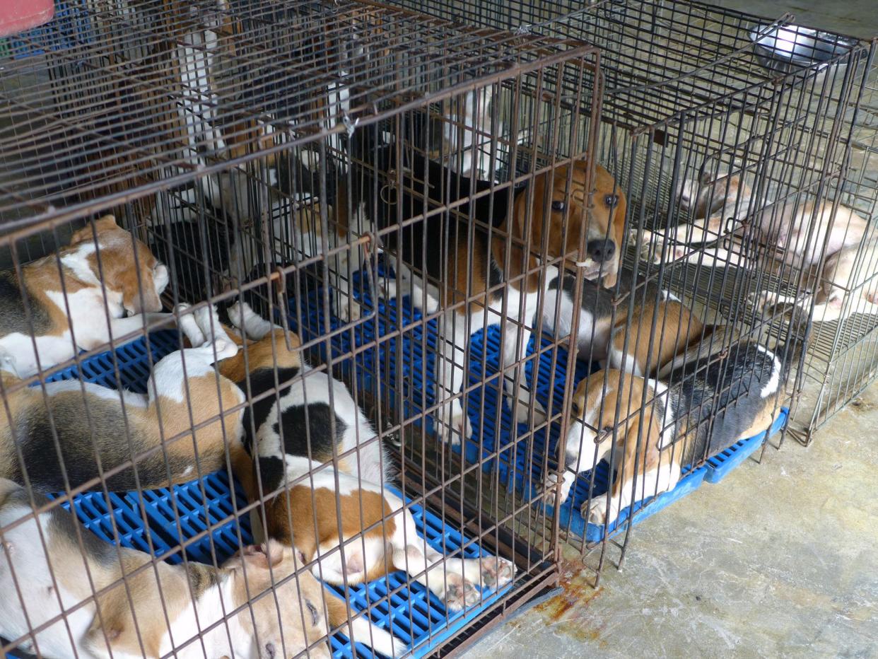 closeup of a dog cage