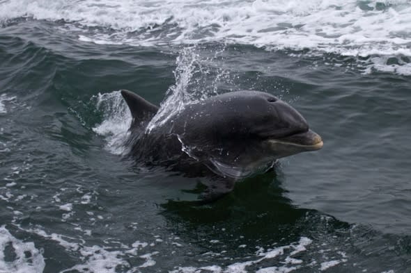 Five swimmers attacked by dolphin in Ireland