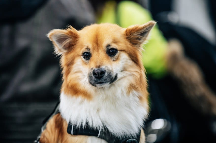 The American Kennel Club’s “Meet the Breeds” event at the Jacob Javitz Center in Manhattan.