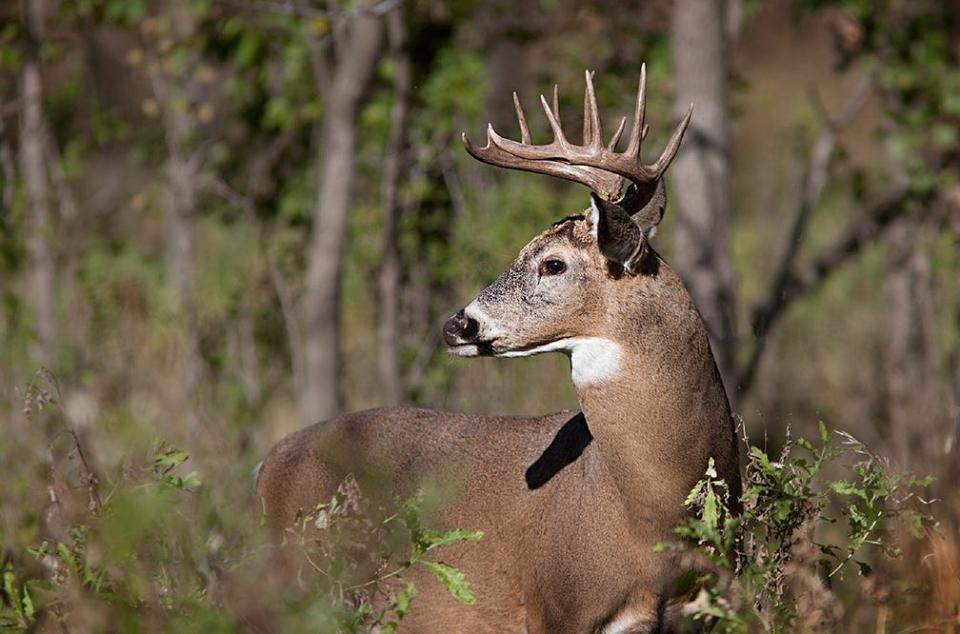 Antler development and body weight of deer could suffer this summer as a result of the extreme heat and drought.