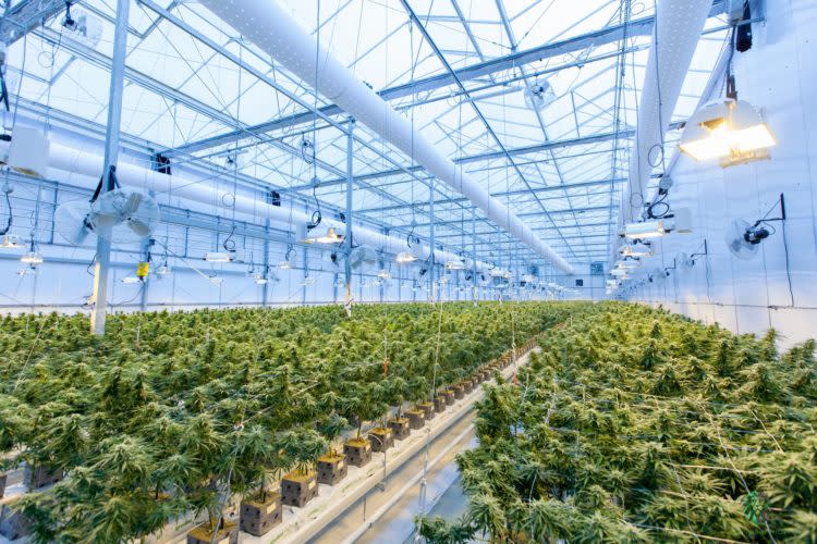 10 Best Cannabis Stocks To Buy Now