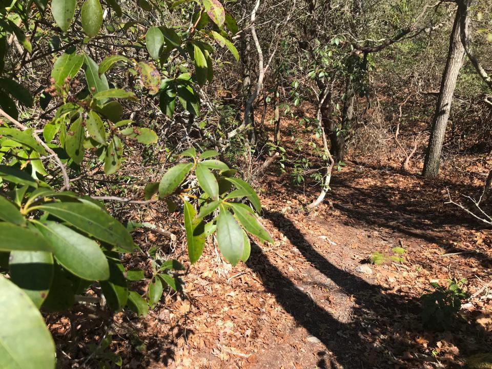 The trails at the Charlestown Moraine Preserve pass through tunnels of mountain laurel, which will burst into bloom later this spring.