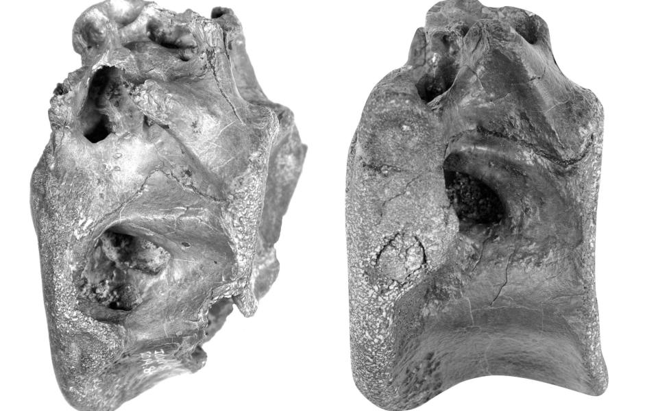 Palaeontologists from the University of Southampton say the creature lived in the Cretaceous period 115 million years ago - PA/PA