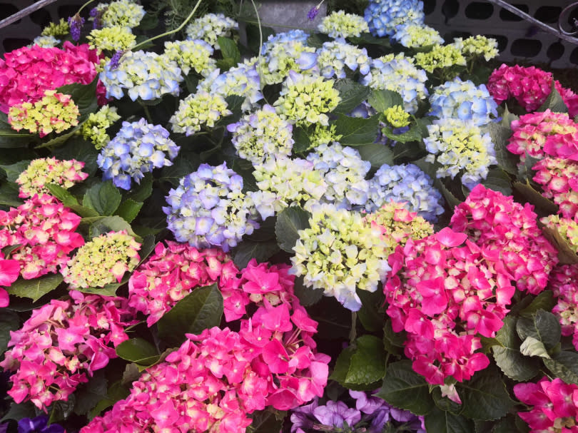 除了杜鵑花，大安森林公園的繡球花也進入盛開期。（圖／魏妤靜攝）