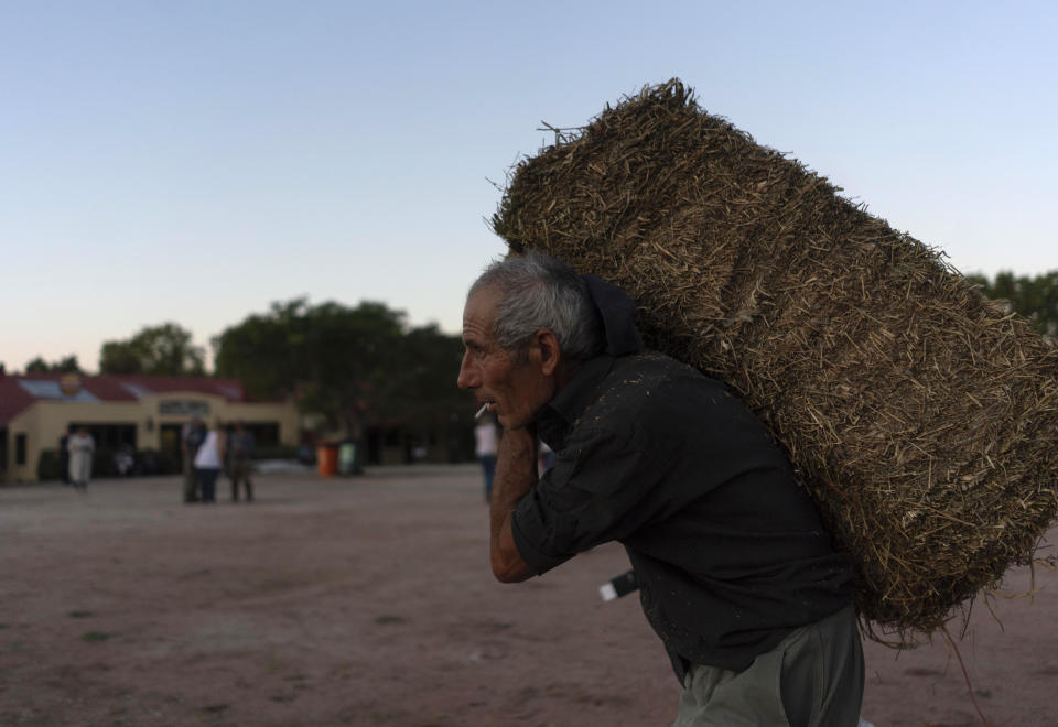 A gaucho carries a bale of hay to feed horses as Uruguayan horsemen gather at the Rural Association building ahead of their official participation in the inaugural festivities for President-elect Luis Lacalle Pou, in Montevideo, Uruguay, Saturday, Feb. 29, 2020. Lacalle Pou, a 46-year-old lawyer and a former senator, will be sworn-in as the country's new president on Sunday. (AP Photo/Matilde Campodonico)