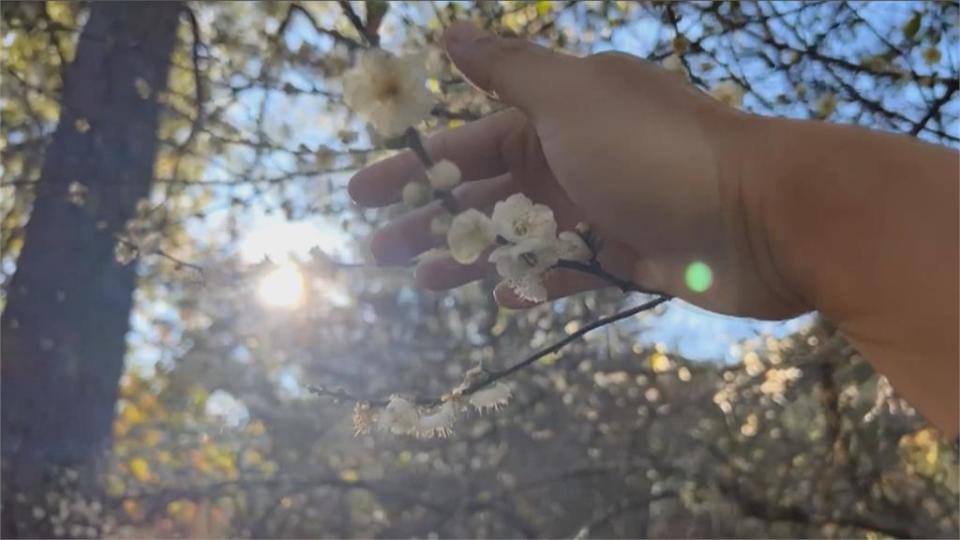 往年12月後才開花　武陵農場梅花今年提早開