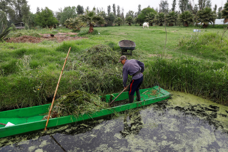 A man cuts grass around a Chinampa to create a protected area for the Axolotl in Xochimilco, on the outskirts of Mexico City