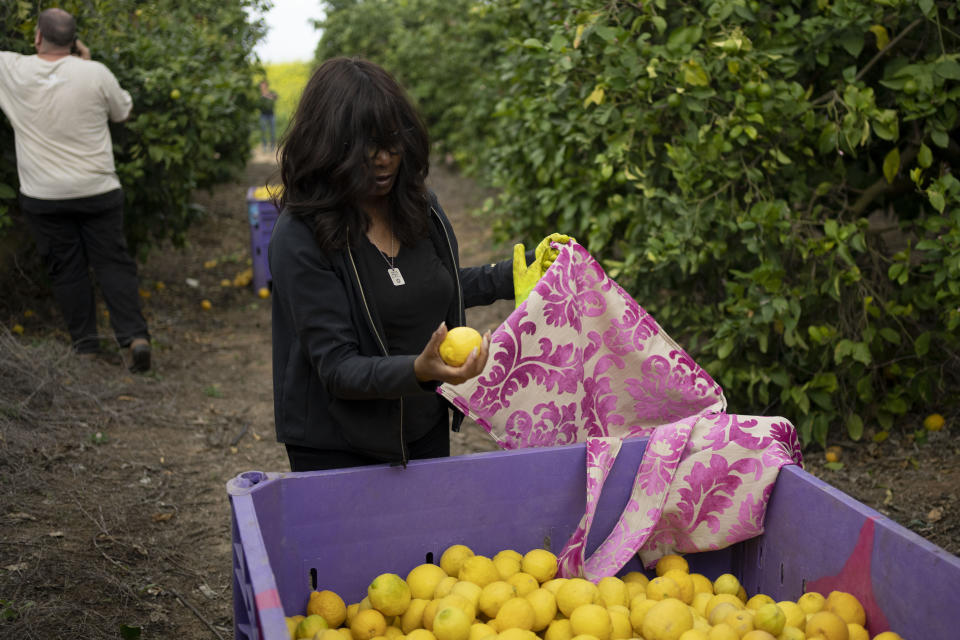 Christian volunteer Connie Grace from Canada picks lemons on a farm in southern Israel, as part of a post-Oct. 7 solidarity tour, Monday, March 4, 2024. Her trip is part of a wave of religious "voluntourism" to Israel, organized trips that include some kind of volunteering aspect connected to the ongoing war in Gaza. Israel's Tourism Ministry estimates around a third to half of the approximately 3,000 visitors expected to arrive each day in March are part of faith-based volunteer trips. Prior to Oct. 7, around 15,000 visitors were arriving in Israel per day, according to Tourism Ministry statistics. (AP Photo/Maya Alleruzzo)