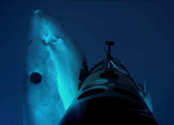 A great white shark attacked an underwater robot designed to track the predators, and the terrifying bite was captured by the robot's onboard cameras. Viewers can see the attack on the Discovery Channel's "Jaws Strikes Back," which airs Monday,