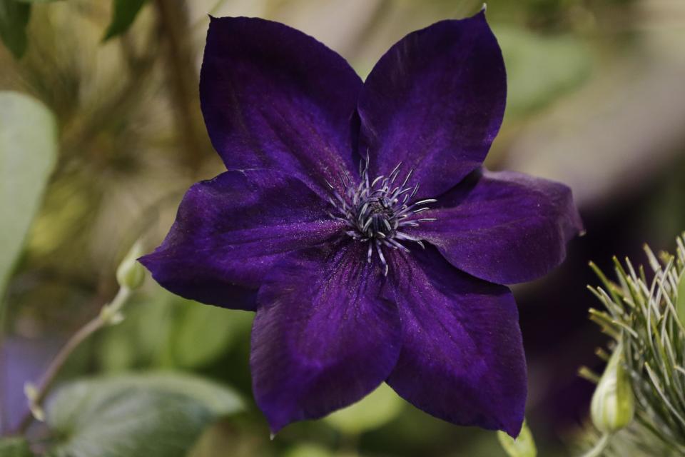 This feb. 28, 2013 photo shows a clematis flower at Raymond Evison's installation during preparations for the annual Philadelphia Flower Show at the Pennsylvania Convention Center, Thursday, Feb. 28, 2013, in Philadelphia. More than 270,000 people are expected to converge on the Pennsylvania Convention Center for the event, which runs through March 10. Billed as the world's largest indoor flower show, it's also one of the oldest, dating back to 1829. (AP Photo/Matt Rourke)